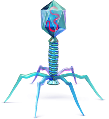 Bacteriophages